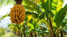 Comer Banana Todos os Dias: Descubra os Benefícios