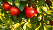 A Acerola e Seus Benefícios no Combate ao Resfriado
